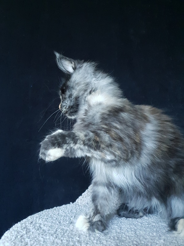 Lola Akbars (polydactyl) 66/66 - Kitten maine-coon 4 months
