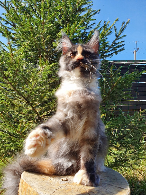 Lola Akbars (polydactyl) 66/66 - Kitten maine-coon 4 months 1 week