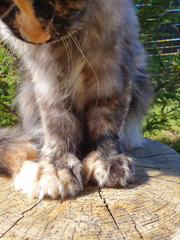 Lola Akbars (polydactyl) 66/66 - Kitten maine-coon 4 months 1 week