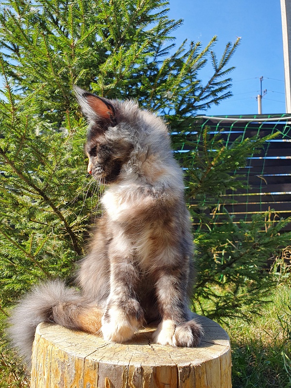 Lola Akbars (polydactyl) 66/66 - Kitten maine-coon 4 months 1 week