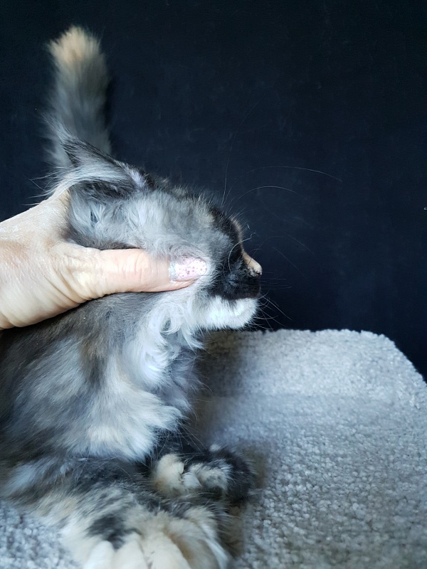 Lola Akbars (polydactyl) 66/66 - Kitten maine-coon 4 months