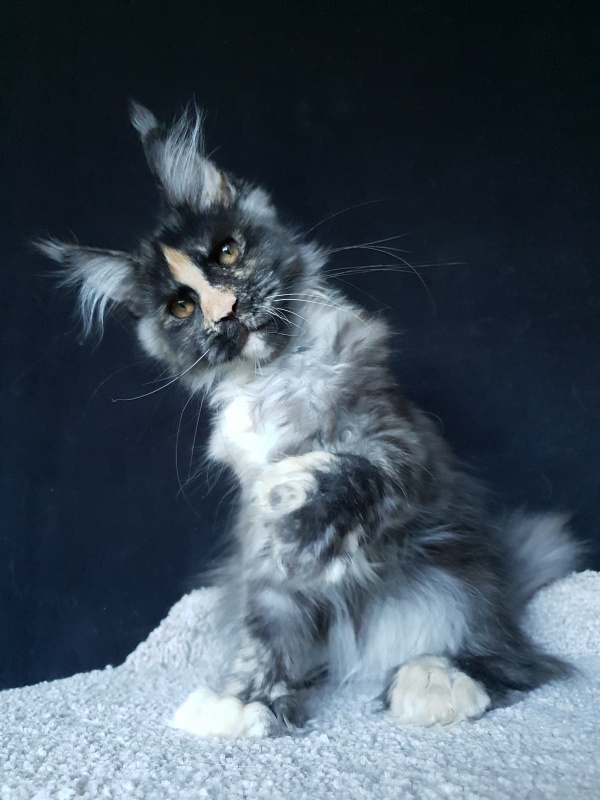Lola Akbars (polydactyl) 66/66 - Kitten maine-coon 4 months