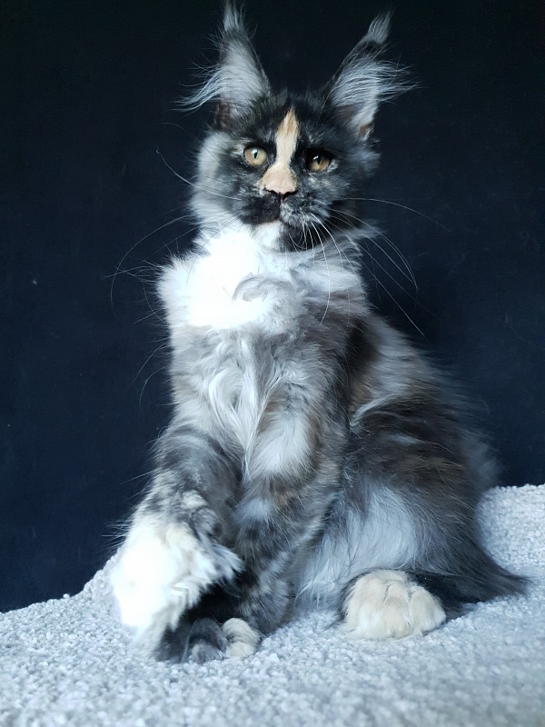 Lola Akbars (polydactyl) 66/66 - Kitten maine-coon 4 months