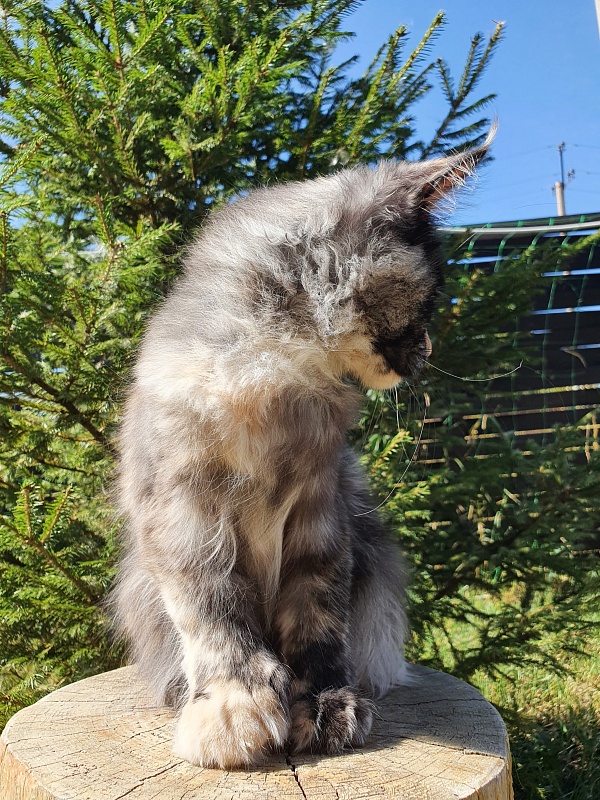 Lola Akbars (polydactyl) 66/66 - Kitten maine-coon 4 months 1 week