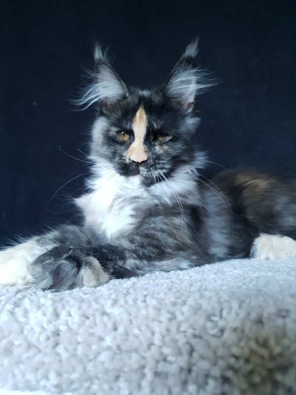 Lola Akbars (polydactyl) 66/66 - Kitten maine-coon 4 months