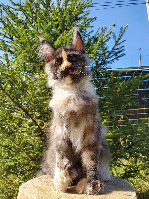 Lola Akbars (polydactyl) 66/66 - Kitten maine-coon 4 months 1 week