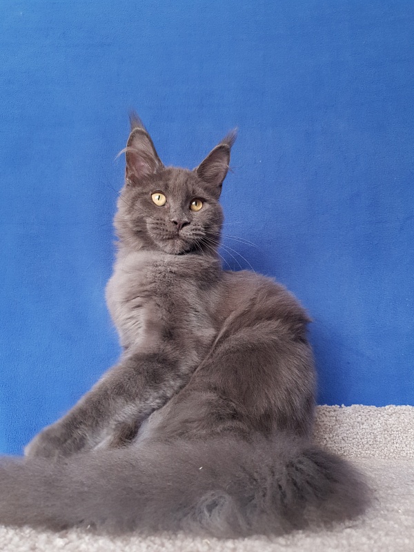 Murr Amur Akbars - Kitten maine-coon 3 months 4 weeks