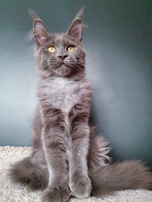 Murr Amur Akbars - Kitten maine-coon 3 months 2 weeks