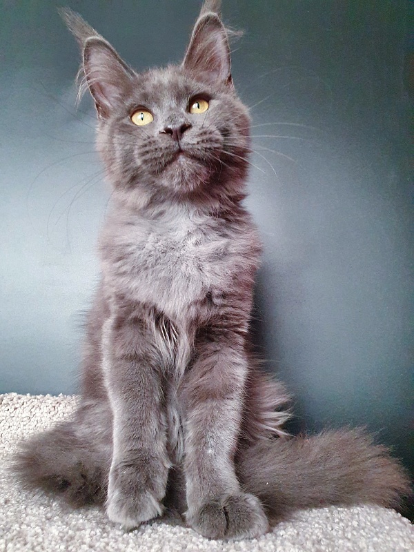 Murr Amur Akbars - Kitten maine-coon 3 months 2 weeks