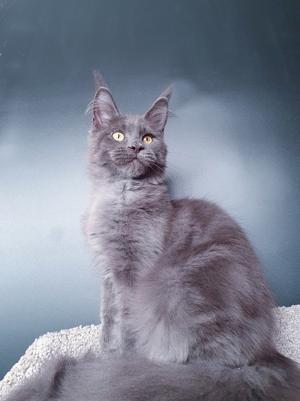 Murr Amur Akbars - Kitten maine-coon 3 months 2 weeks