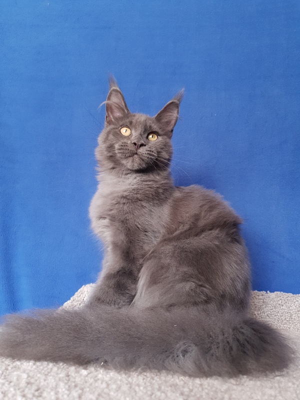 Murr Amur Akbars - Kitten maine-coon 3 months 4 weeks