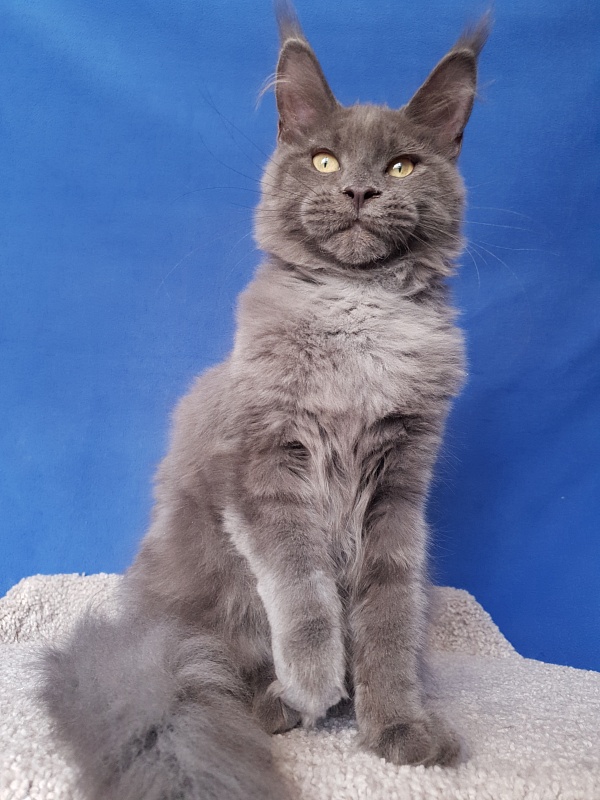 Murr Amur Akbars - Kitten maine-coon 3 months 4 weeks