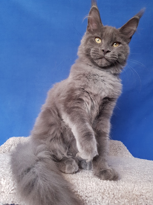 Murr Amur Akbars - Kitten maine-coon 3 months 4 weeks