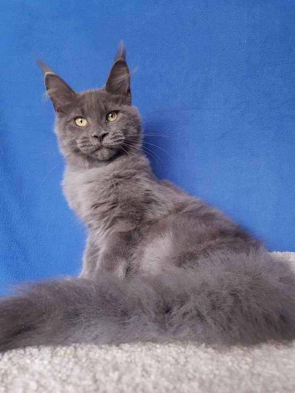 Murr Amur Akbars - Kitten maine-coon 3 months 4 weeks