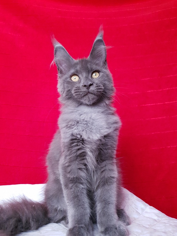 Murr Amur Akbars - Kitten maine-coon 2 months 3.5 weeks