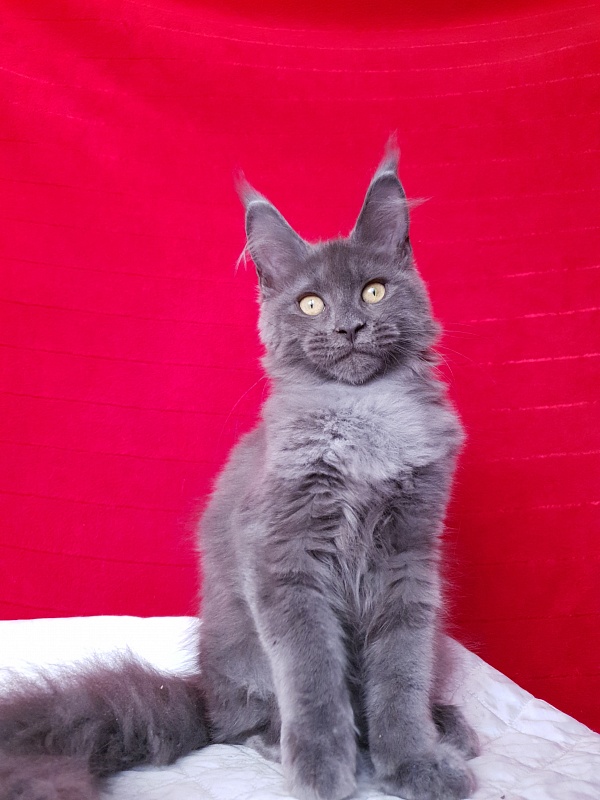 Murr Amur Akbars - Kitten maine-coon 2 months 3.5 weeks