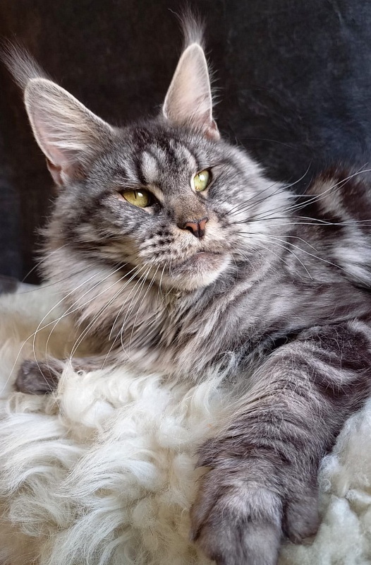 OlginDom RU*Xenia - Adult maine-coon 2 years 7 months 2.5 weeks
