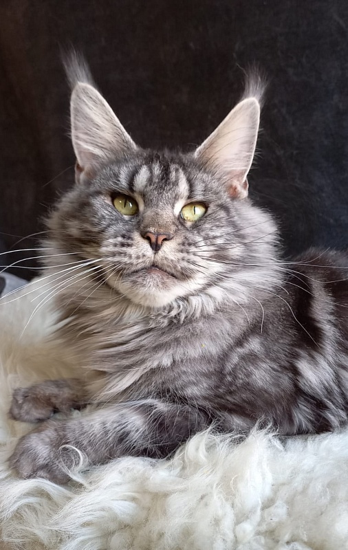 OlginDom RU*Xenia - Adult maine-coon 2 years 7 months 2.5 weeks