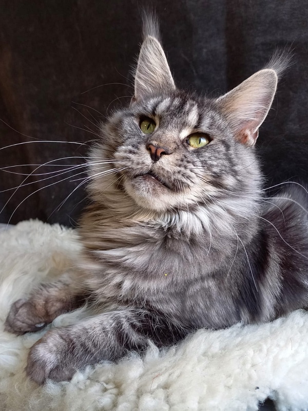 OlginDom RU*Xenia - Adult maine-coon 2 years 7 months 2.5 weeks