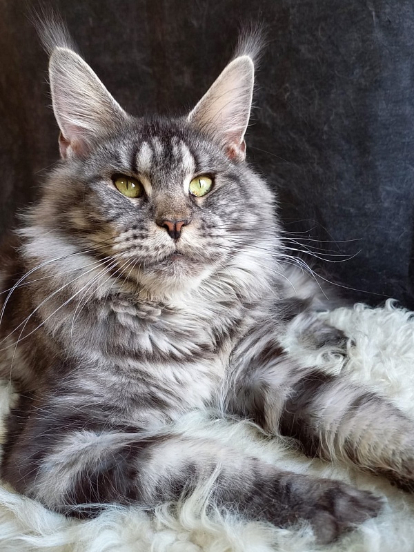 OlginDom RU*Xenia - Adult maine-coon 2 years 7 months 2.5 weeks