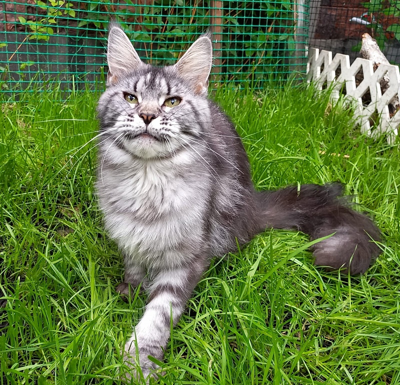 OlginDom RU*Xenia - Adult maine-coon 2 years 1 month 1 week