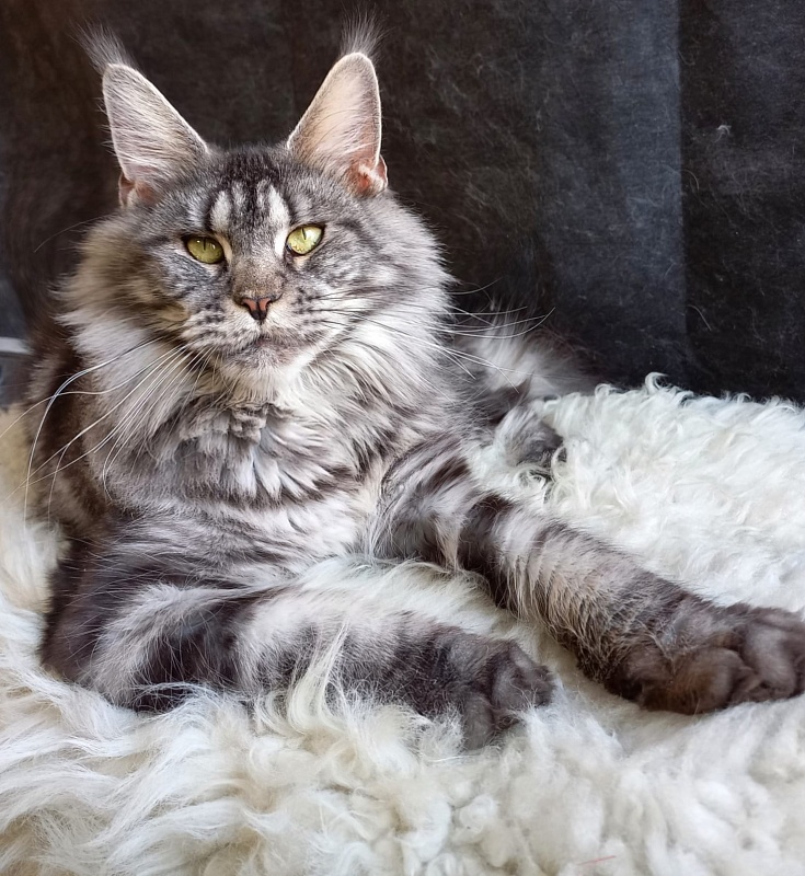 OlginDom RU*Xenia - Adult maine-coon 2 years 7 months 2.5 weeks