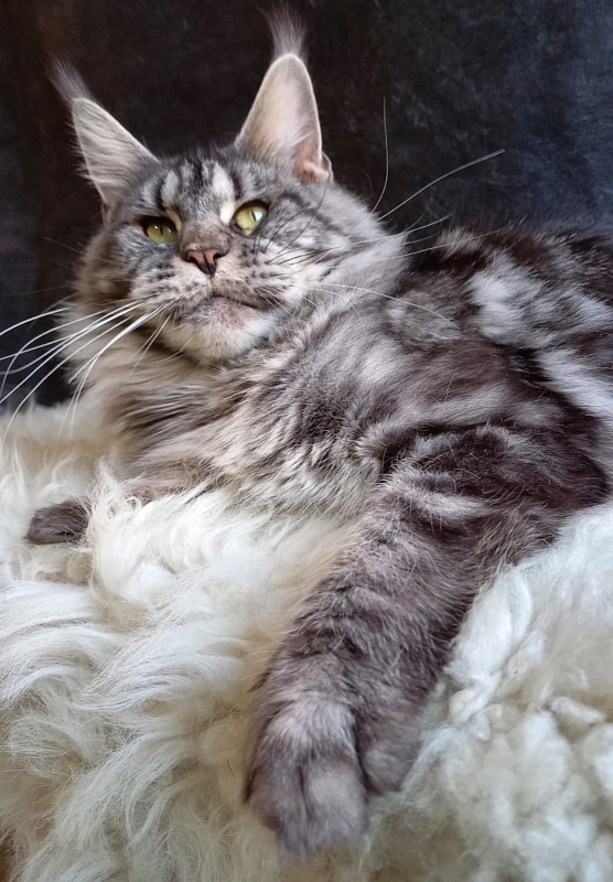 OlginDom RU*Xenia - Adult maine-coon 2 years 7 months 2.5 weeks