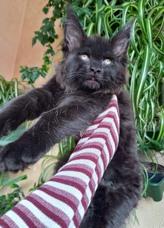 Isotta Akbars - Kitten maine-coon 2 months 1 week