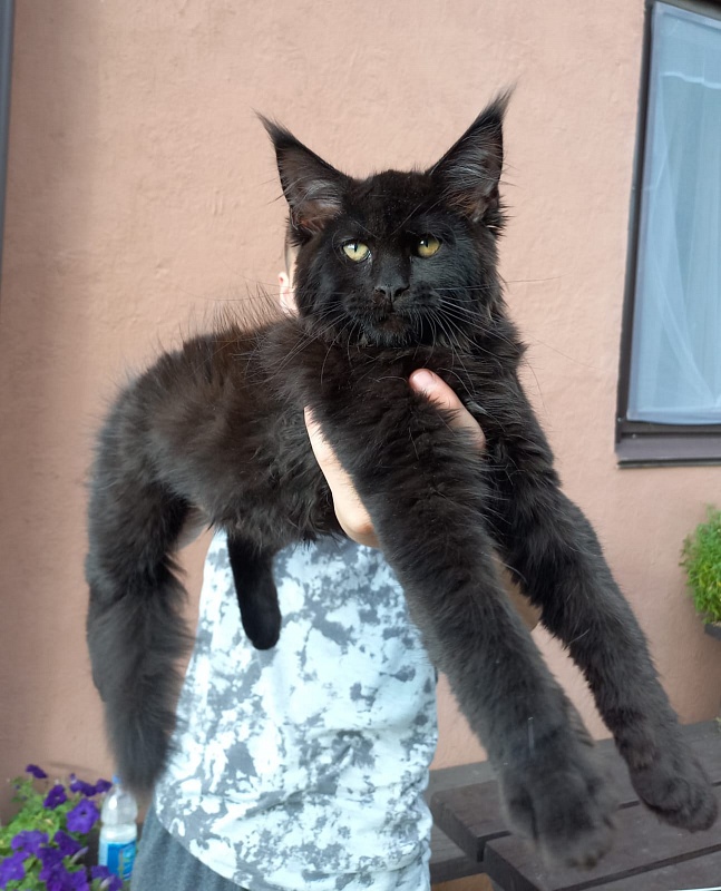 Isotta Akbars - Kitten maine-coon 3 months 1 week