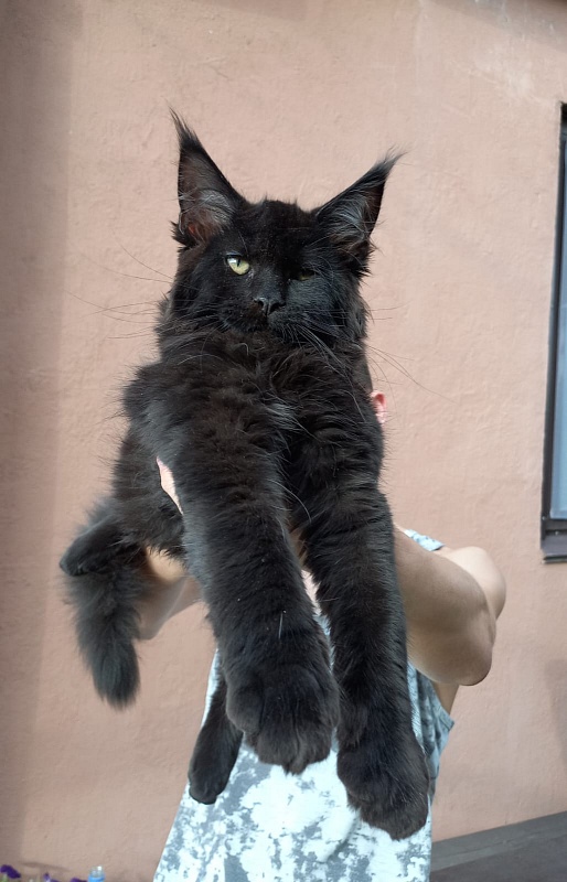 Isotta Akbars - Kitten maine-coon 3 months 1 week