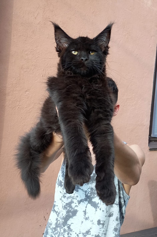 Isotta Akbars - Kitten maine-coon 3 months 1 week