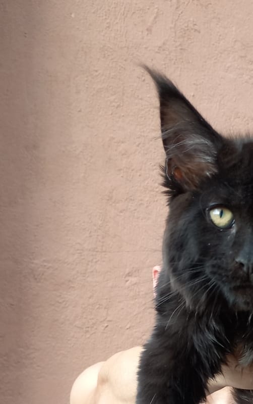 Isotta Akbars - Kitten maine-coon 3 months 1 week