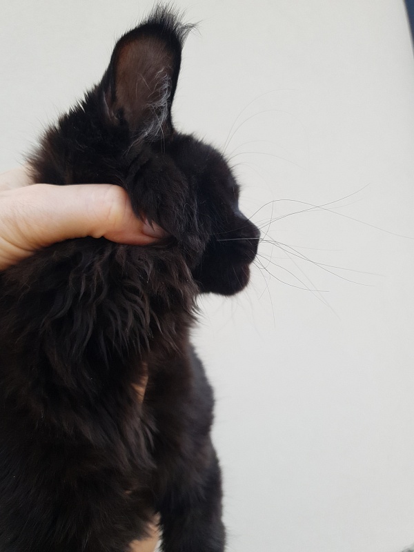 Isotta Akbars - Kitten maine-coon 4 months 1 week