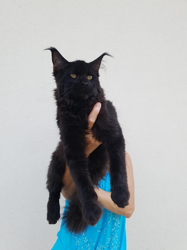 Isotta Akbars - Kitten maine-coon 4 months 1 week