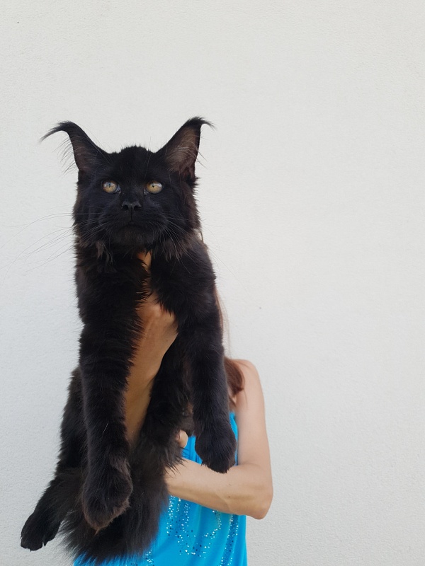 Isotta Akbars - Kitten maine-coon 4 months 1 week