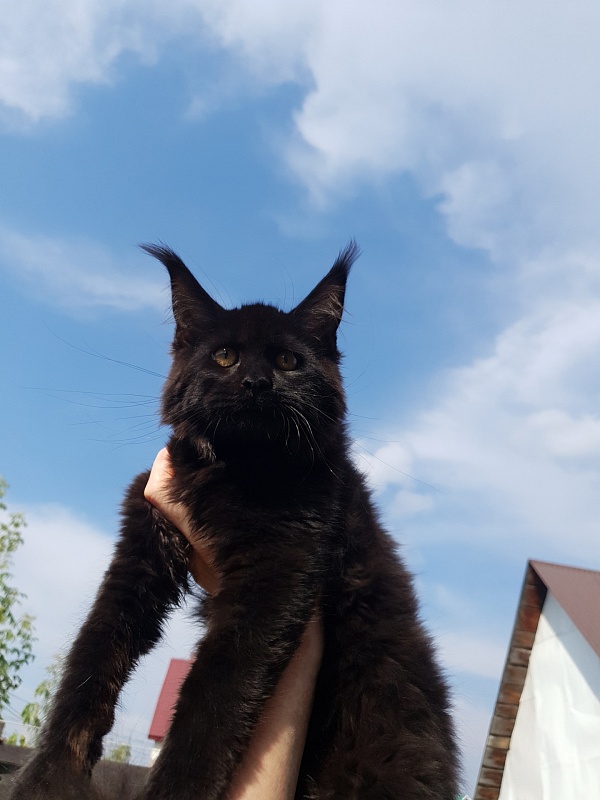 Isotta Akbars - Kitten maine-coon 4 months 1 week