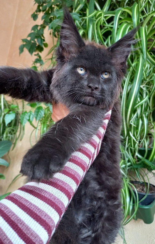 Isotta Akbars - Kitten maine-coon 2 months 1 week