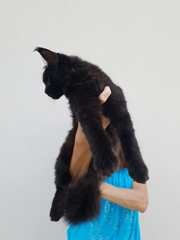 Isotta Akbars - Kitten maine-coon 4 months 1 week