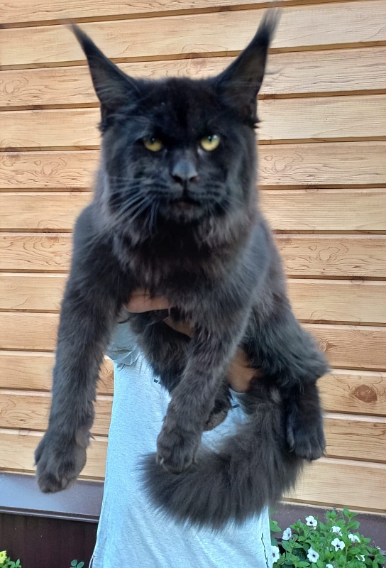 Isotta Akbars - Kitten maine-coon 5 months 1 week