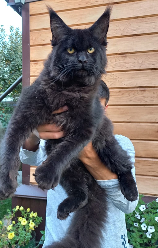 Isotta Akbars - Kitten maine-coon 5 months 1 week