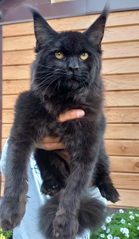 Isotta Akbars - Kitten maine-coon 5 months 1 week