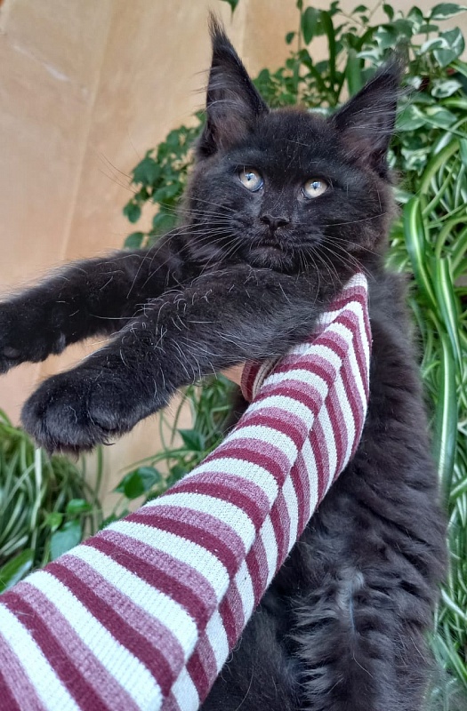 Isotta Akbars - Kitten maine-coon 2 months 1 week