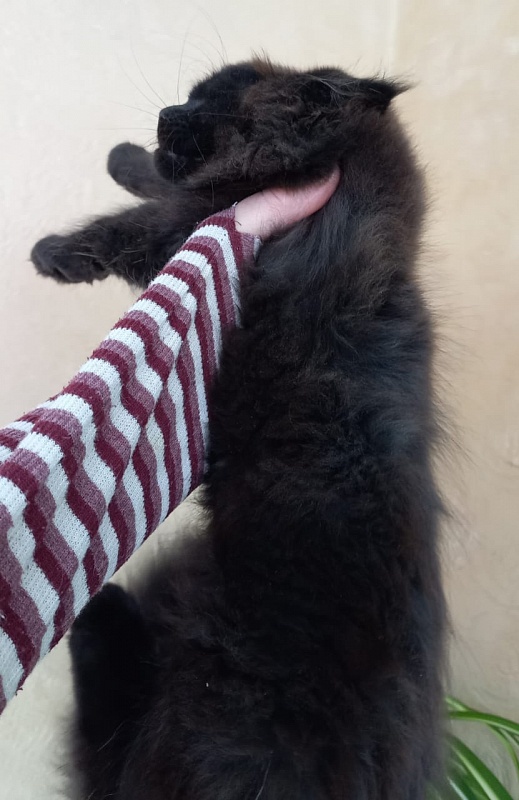 Isotta Akbars - Kitten maine-coon 2 months 1 week