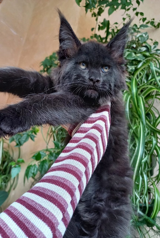 Isotta Akbars - Kitten maine-coon 2 months 1 week