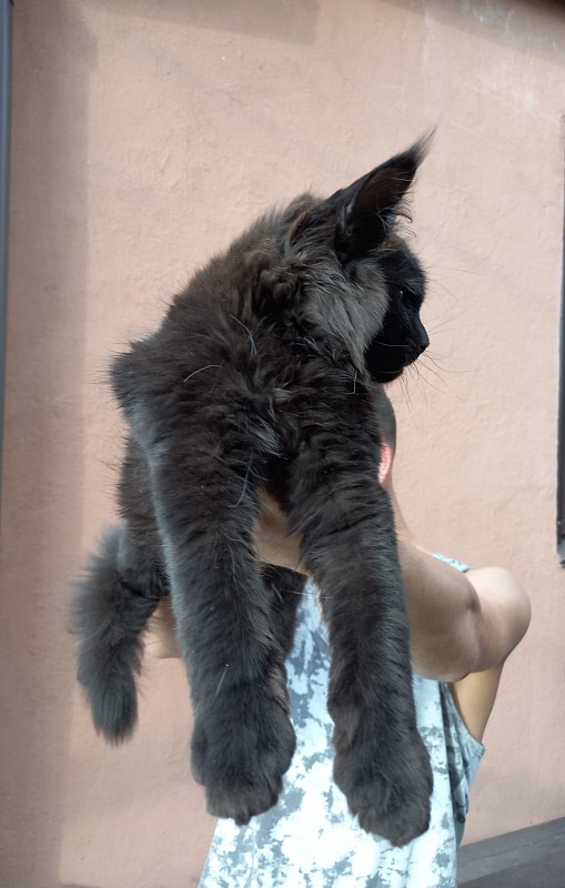 Isotta Akbars - Kitten maine-coon 3 months 1 week