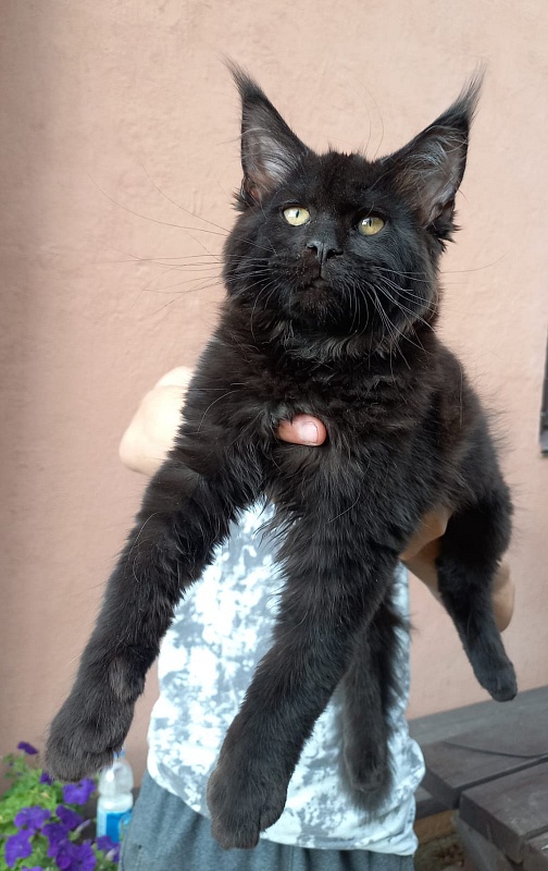 Isotta Akbars - Kitten maine-coon 3 months 1 week