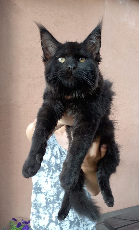 Isotta Akbars - Kitten maine-coon 3 months 1 week