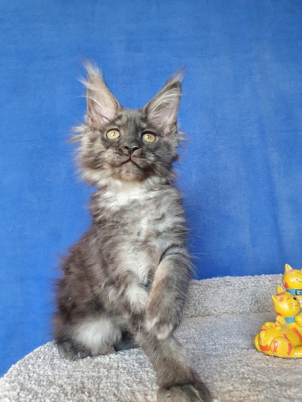Selina Akbars - Kitten maine-coon 2 months 1 week