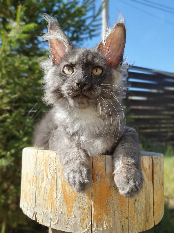Selina Akbars - Kitten maine-coon 3 months