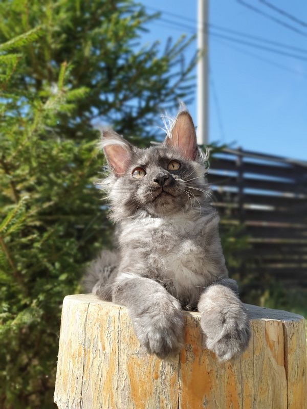 Selina Akbars - Kitten maine-coon 3 months